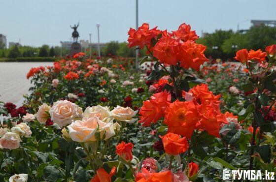 В рамках ГЧП высадят 40 тысяч роз и 25 тысяч деревьев в Актау